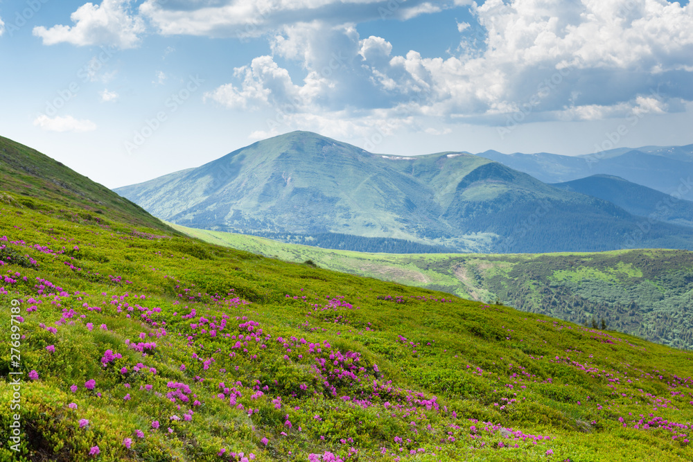 Beautiful atmospheric view of Chornohora mountains from Mount Hoverla with blooming rhododendron flowers on the meadow. It is the highest mountain of the Ukrainian Carpathian Mountains