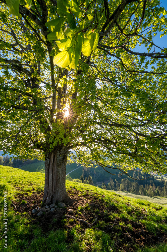 Fototapeta premium afternoon sun behind a linden tree on a hill im Emmental