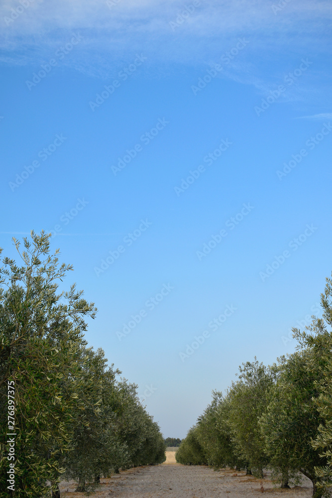 Olive tree field. Vertical close-up shot. Green and blue.
