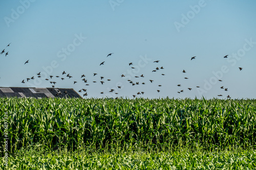Fotografía Vogel Schwarm fliegt über ein Maisfeld