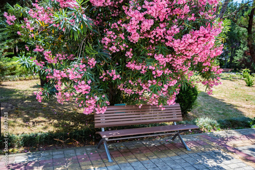 Photos Blooming bush of pink oleander flowers or Nerium flower in park