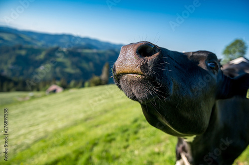 close-up of a happy swiss cow on a meadow in Emmental