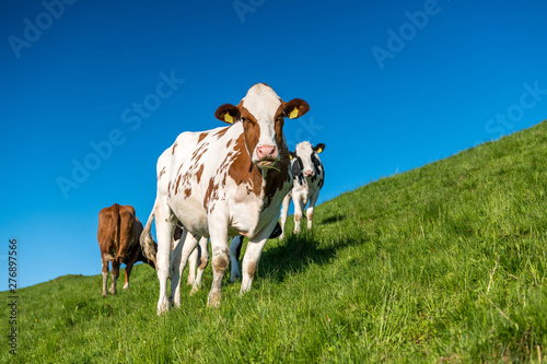 happy swiss cows on a meadow in Emmental photo