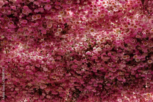 Mercado de las flores, bloemenmarkt, en Amsterdam, con flores rosadas colgadas del techo