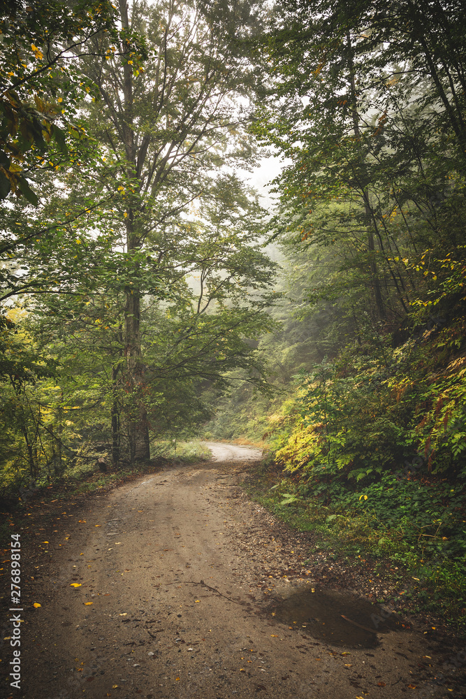Fototapeta premium Road through the misty woods.