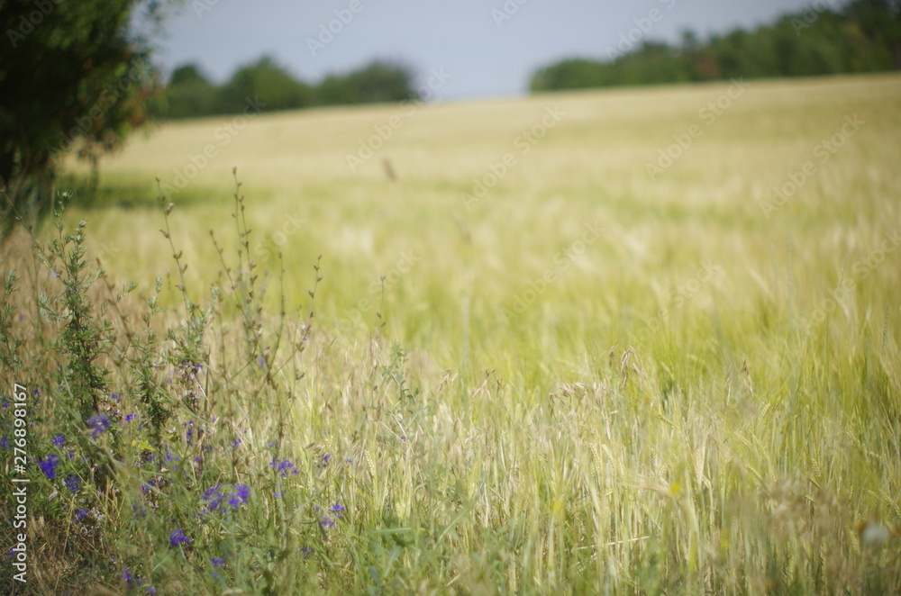 Obraz premium field of wheat