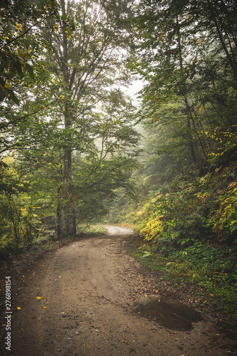 Road through the misty woods.