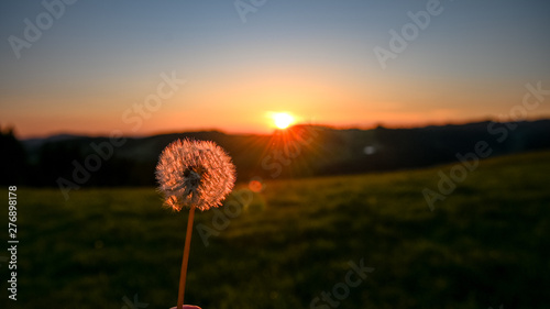 sunset behind a dandelion