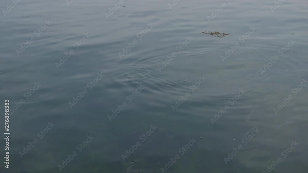 Shoal of grey mullet fish in shallow water in harbor. Shoal of grey mullet fish in shallow water in harbor.