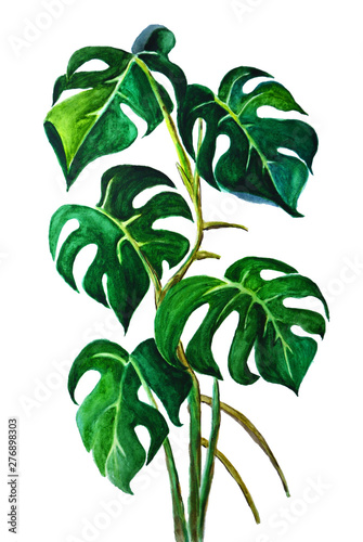  monstera tropics watercolor drawing