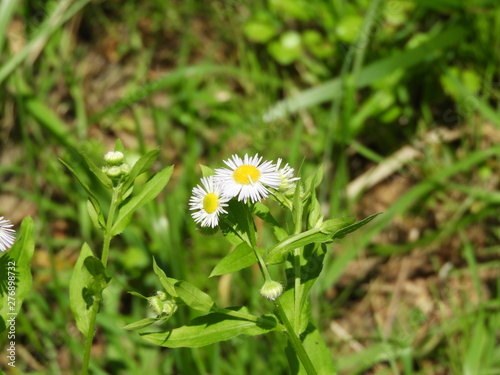 あぜに咲く花 photo