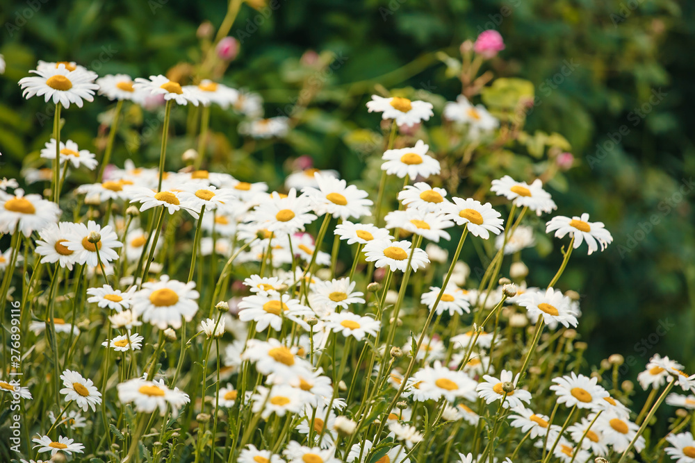 Field of daisy flowers in sunny day. Summer flower close up. Selective focus. Field of daisy flowers in sunny day. Summer flower close up. Selective focus.
