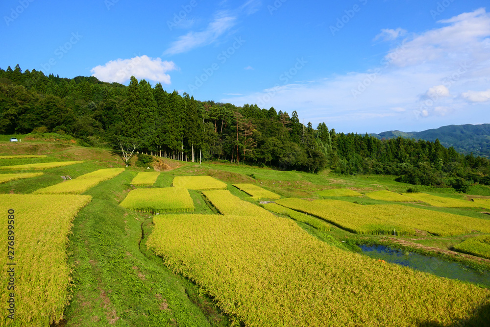 Obraz premium 秋晴れの山吹棚田。大東 一関 岩手 日本。９月中旬。