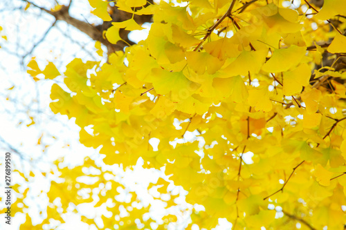 Rows of golden yellow ginkgo trees 