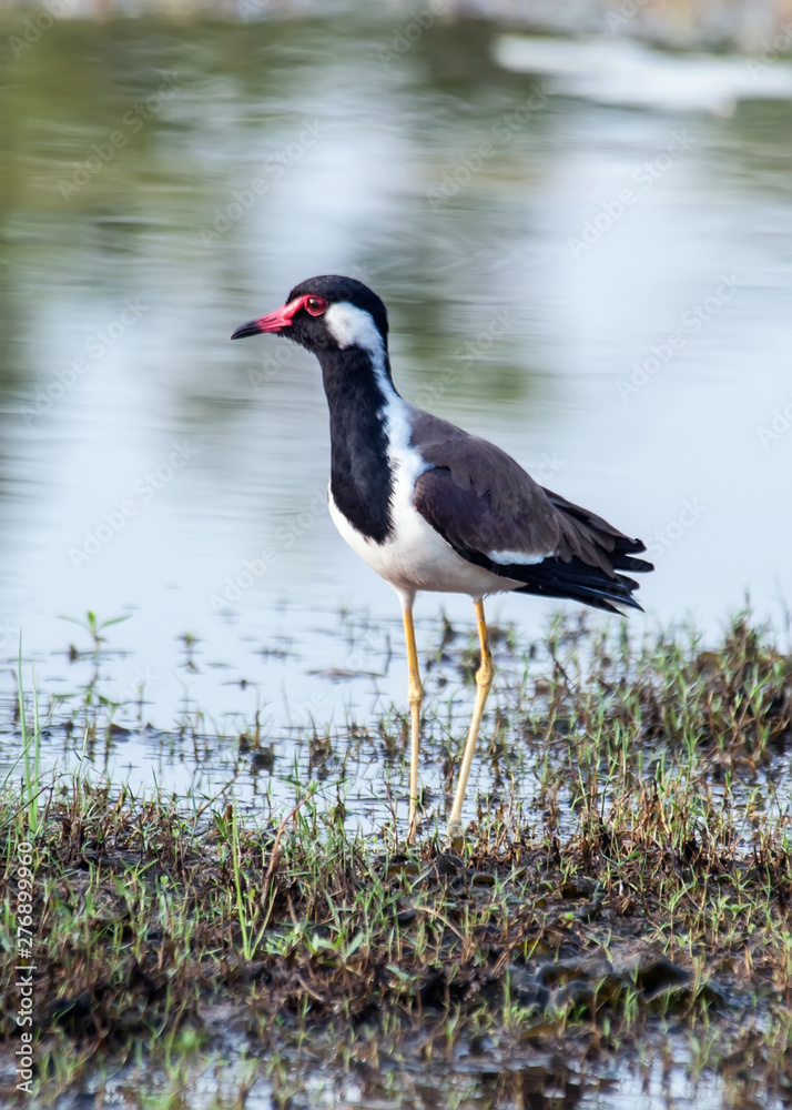 Naklejka premium Heron on the lake shore
