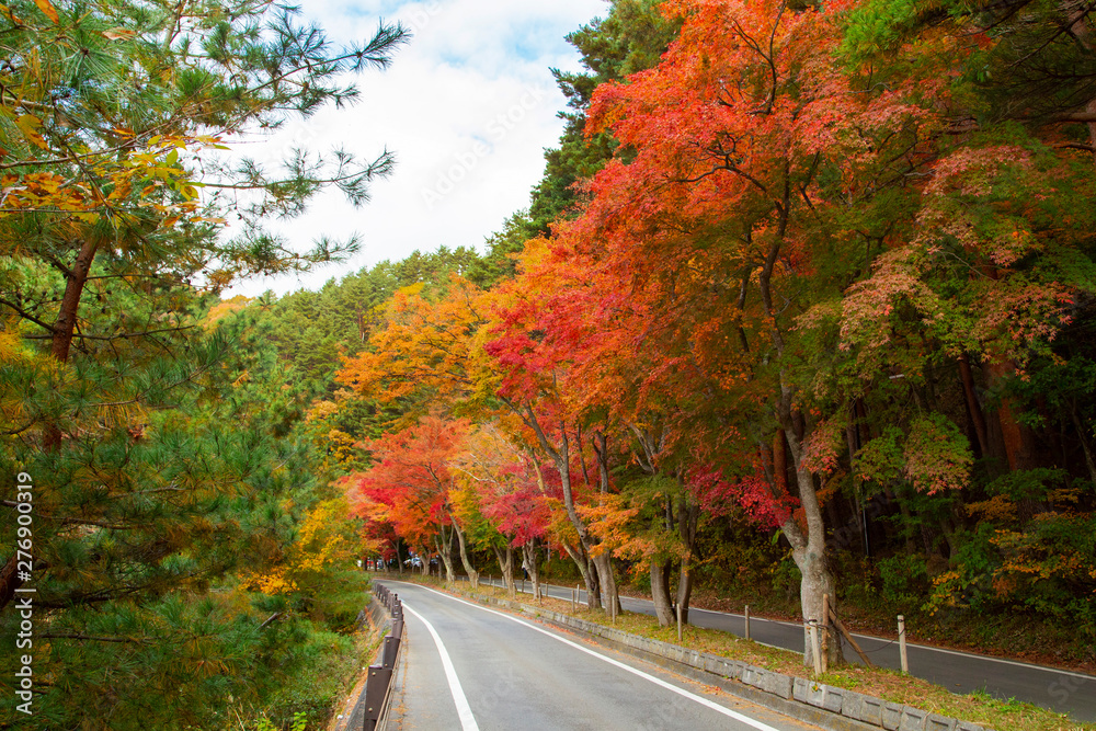 Naklejka premium Maple Tunnel near the Kawaguchiko Lake