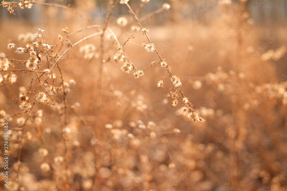 Dead leaves luminated with backlight from the sun during golden hour. Dead leaves luminated with backlight from the sun during golden hour.
