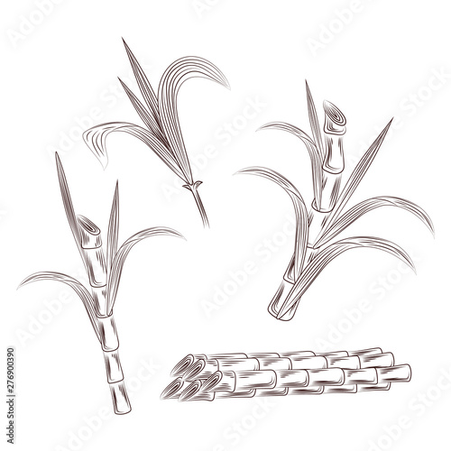 Set of raw sugar cane plant stalks. Hand draw cane leaves background.