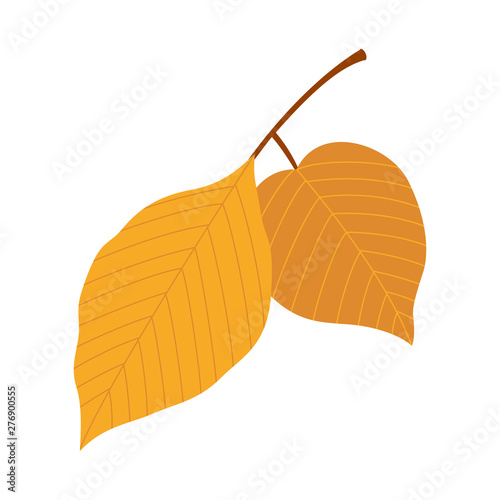 Autumn leaves isolated on white background