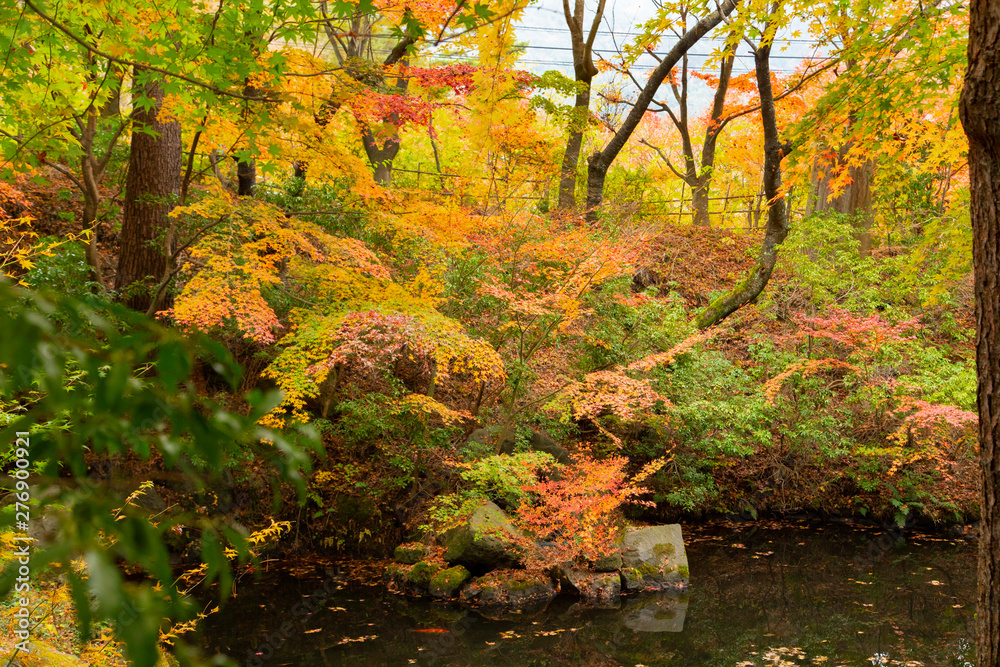 Garden near the Kawaguchiko lake