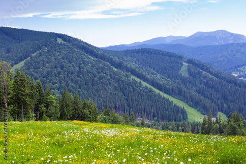 Beautiful view on the Carpathian mountain slope with fir forests and meadow with blooming dandelions in Bukovel ski resort  Ukraine