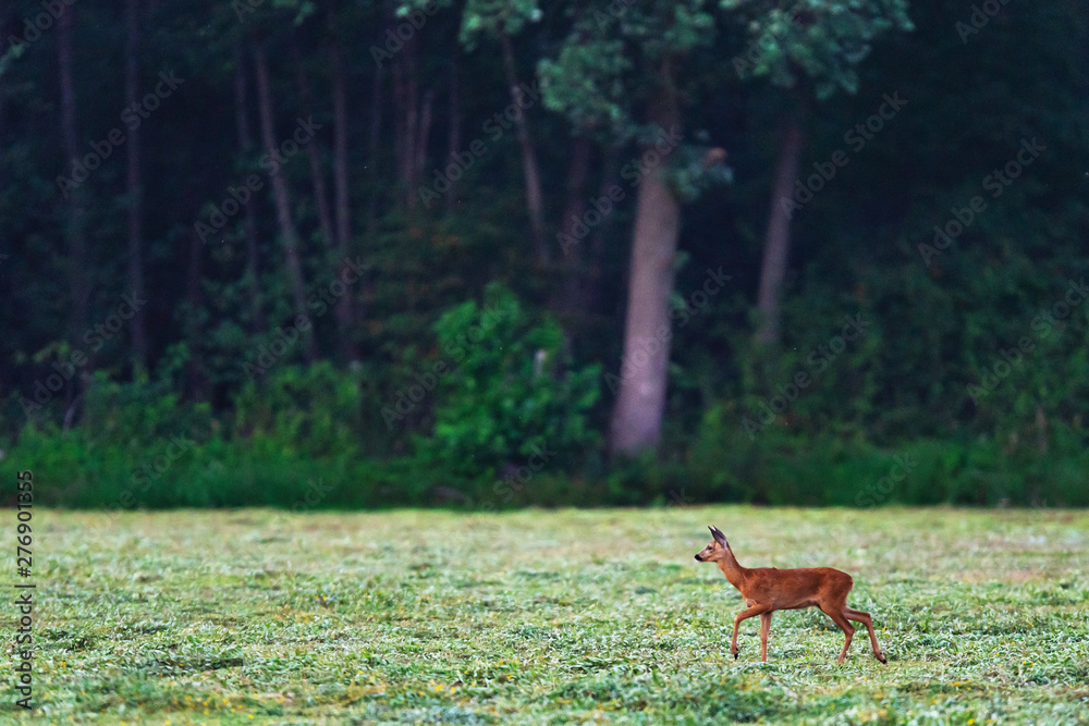 Fototapeta premium Young roe deer in fresh mowed meadow near forest.
