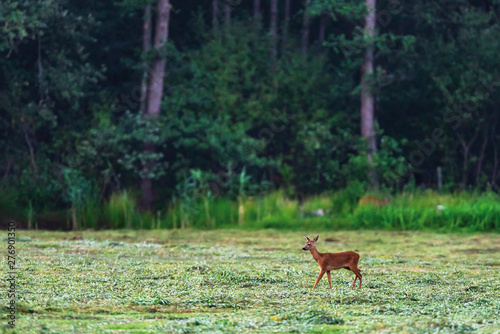 Young roe deer in fresh mowed meadow near forest.