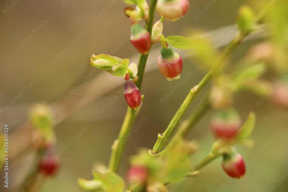 Flower buds of Vaccinium myrtillus, the European blueberry Flower buds of Vaccinium myrtillus, the European blueberry