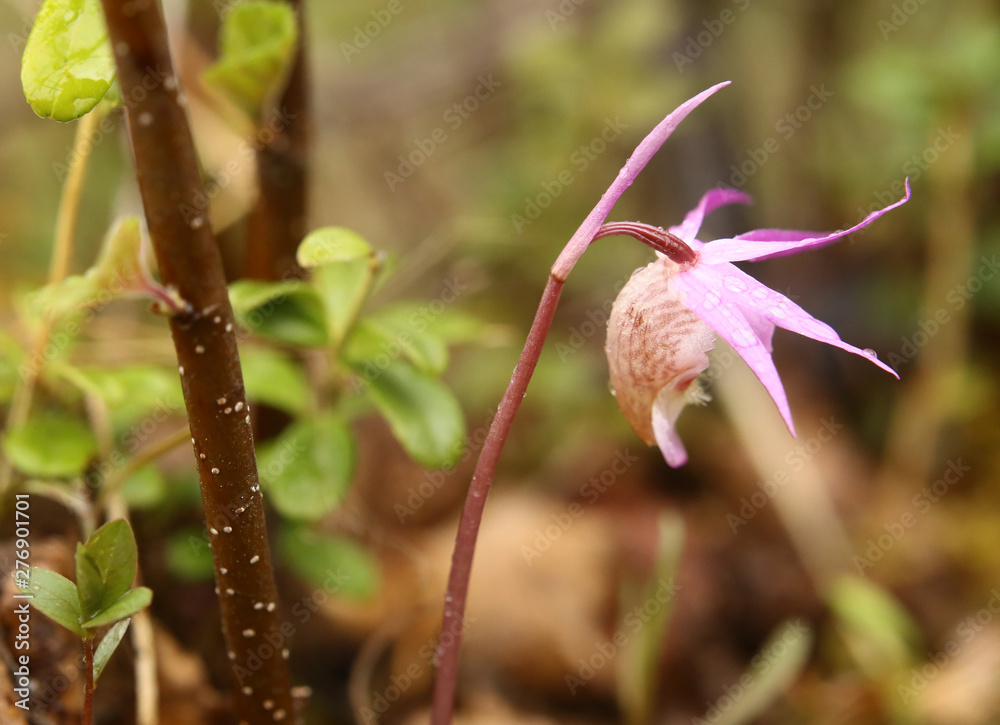 Calypso bulbosa, commonly called the fairy slipper Calypso bulbosa, commonly called the fairy slipper