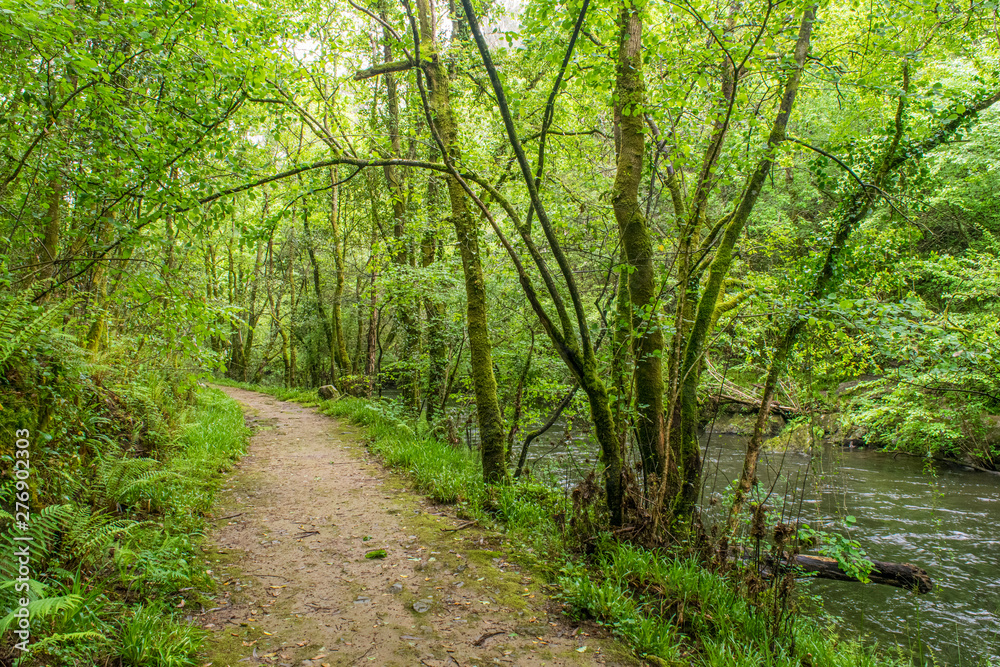 camino en un bosque verde húmedo con un río al lado