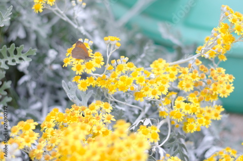 Bunch of folwers in spring photo