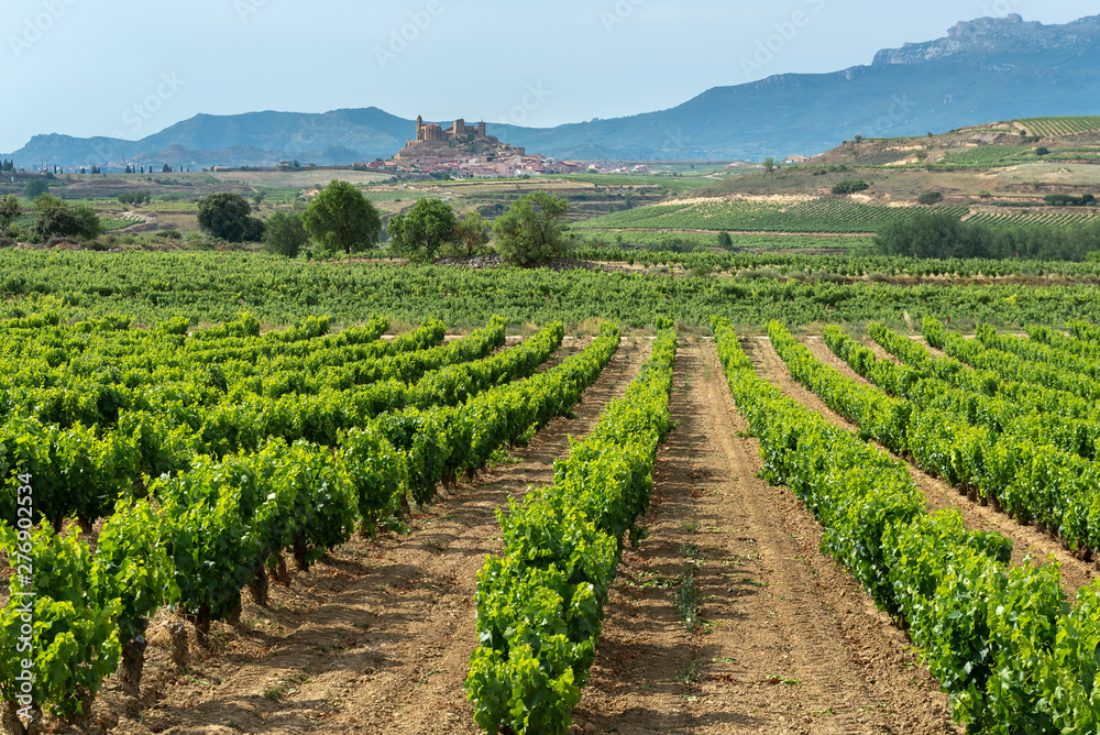 Vineyards in summer with San Vicente de la Sonsierra village as background, La Rioja, Spain