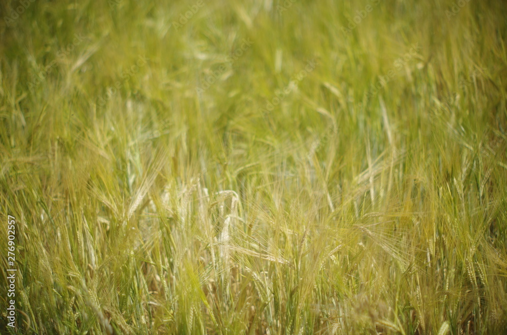 field of wheat field of wheat