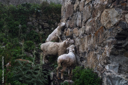 Sheeps licking salt from stones of destroyed svan tower in Adishi village Svaneti Georgia