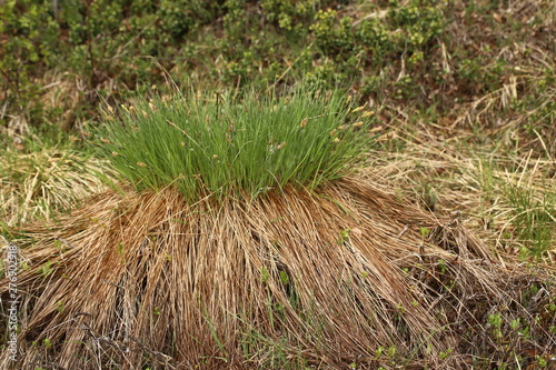 Tela Dense hassock of Carex nigra, the common sedge