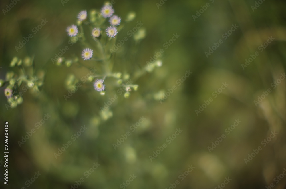 spring background spring background