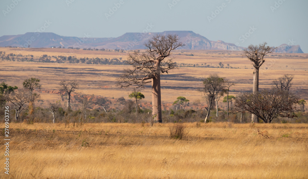 Obraz premium baobabs of madagascar