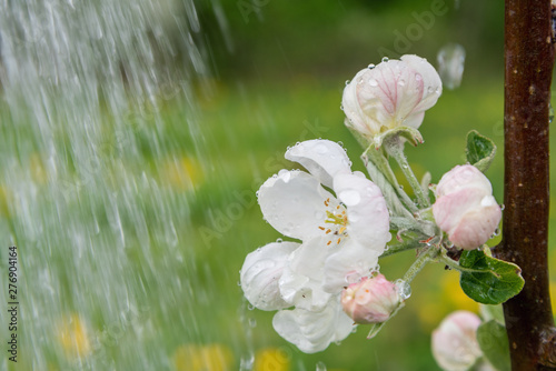 Apple flower and water drops.