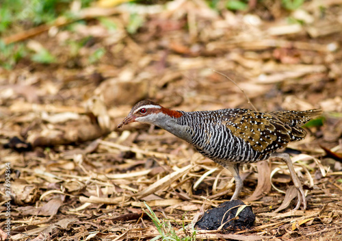 Buff-banded rail adult bird searching for food