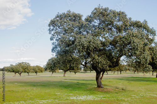 Quercus ilex or holm oak trees grove in Extremadura, Spain photo