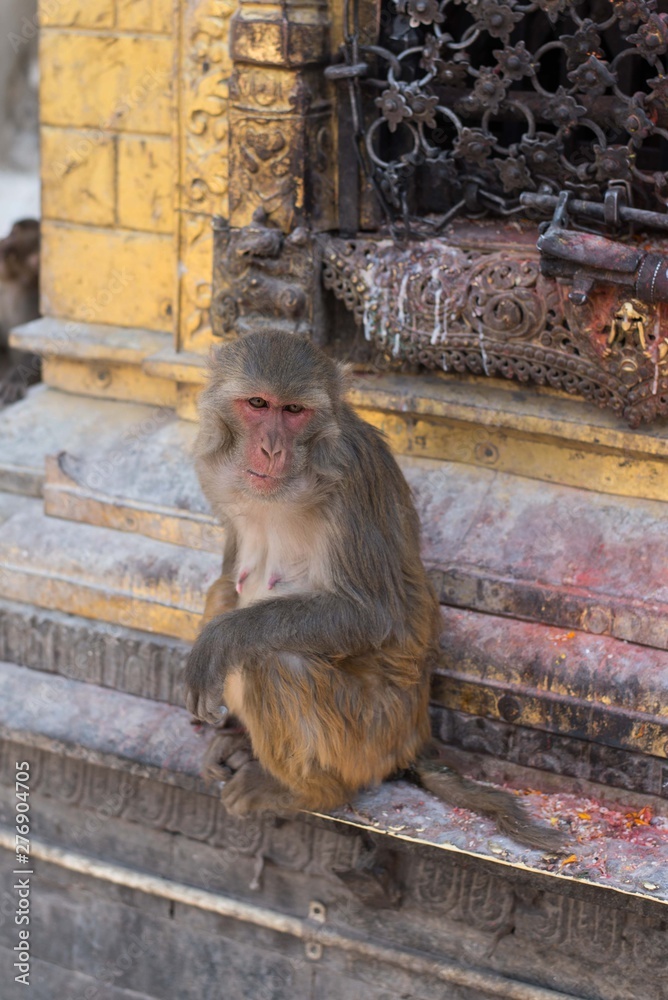 Monkeys in the temple