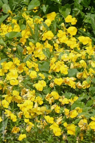 Gelbe Windröschen (Anemone ranunculoides)