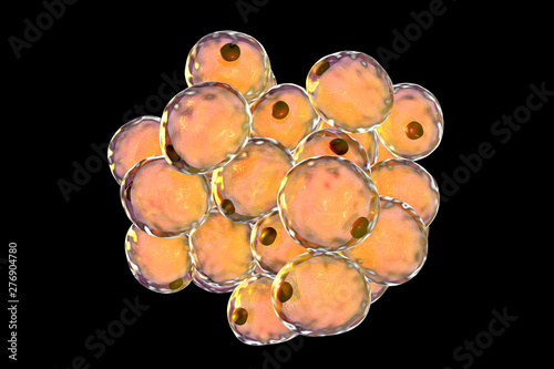 Bilde på lerret Fat cells, or adipose cells isolated on black background, 3D illustration