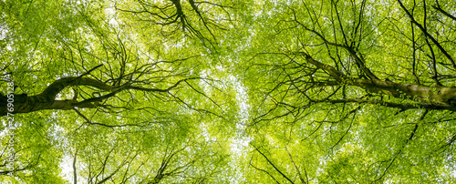 Photos Blätterdach im Buchenwald