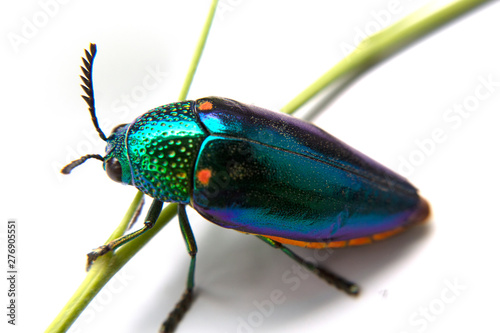 buprestis beetle beautiful shiny jewel bug  on  white background, green beetle 