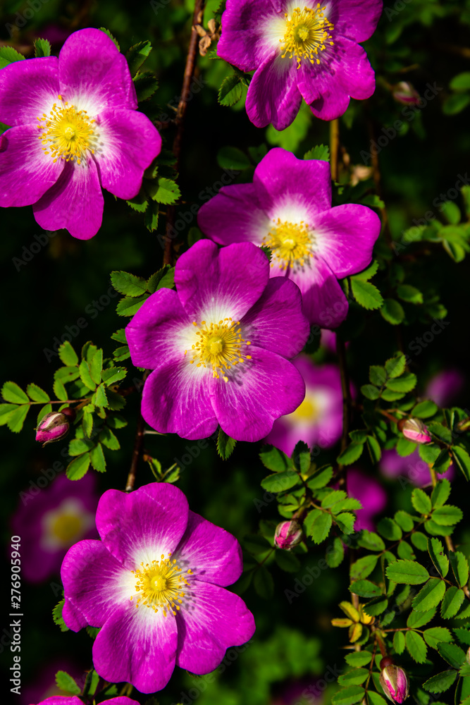 Purple flowers in the garden Purple flowers in the garden