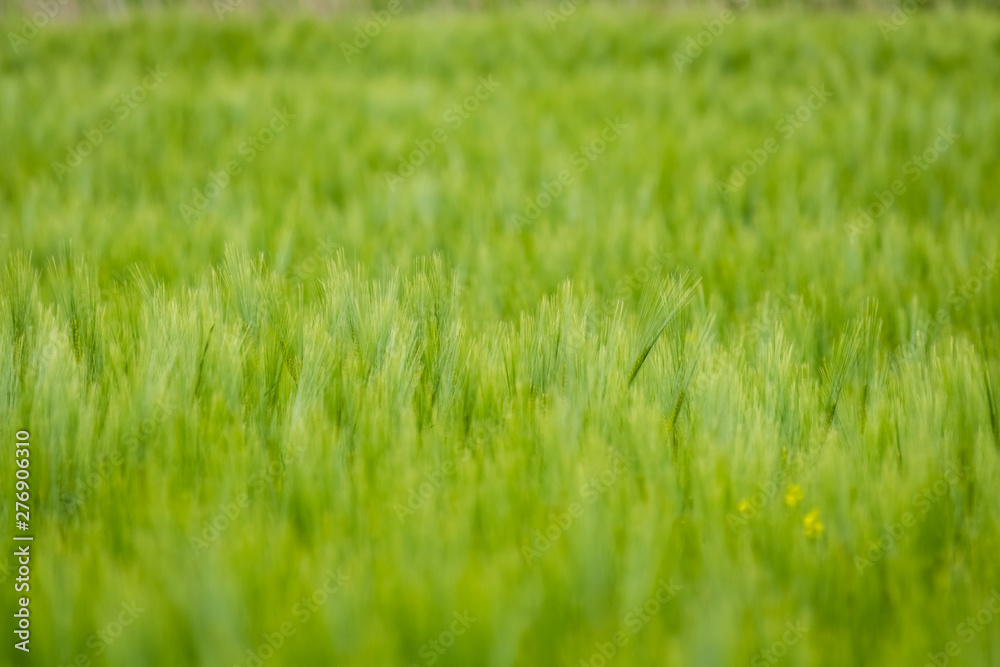 Background of a green grass
