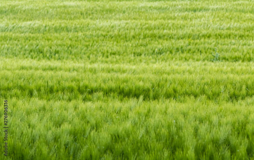 Background of a green grass