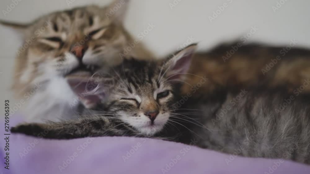 Big cat licks little kitten. Parent's care for the child. Big cat licks little kitten. Parent's care for the child.