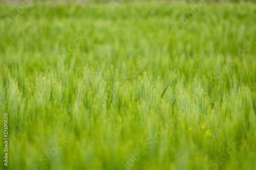 Background of a green grass